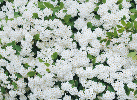 Spirea busk Albiflora