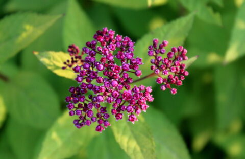 Anthony Waterer Spirea busk