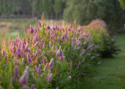 Billardii Spirea