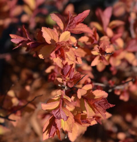 Firelight Spirea