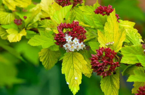 Genpei Spirea
