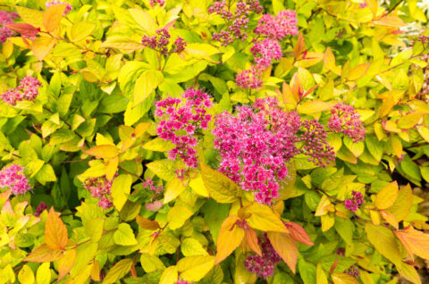 Golden Princess Spirea busk