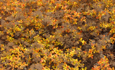 Goldflame Spirea