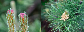 Pinus Mugo han- og hunblomst