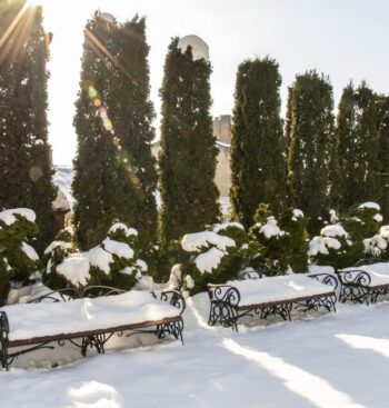 Thujahæk og thuja træ