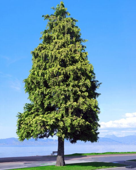 Kæmpethuja - Thuja Plicata Martin
