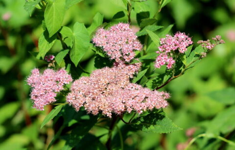 Spirea busk Little Princess