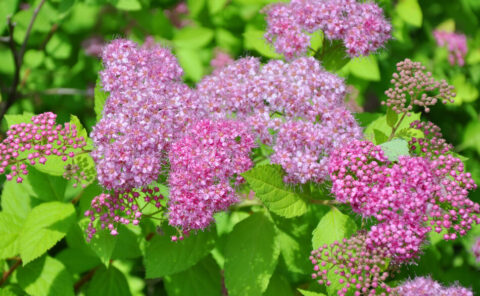 Spirea busk Magic Carpet