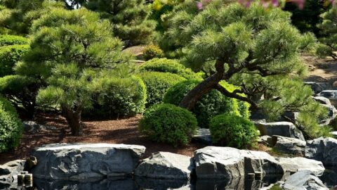 Pinus mugo Bonsai bjergfyr