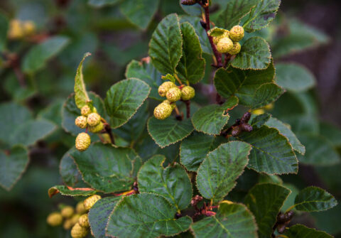 Rødel træ - Alnus Glutinosa