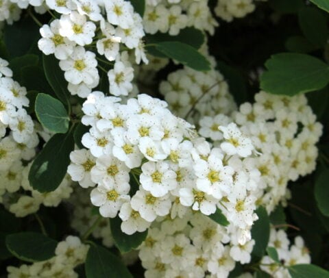Spirea busk Snowmound
