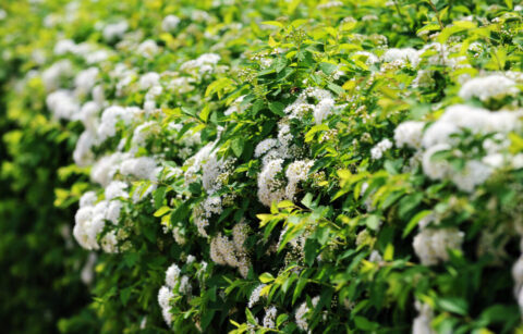 Spiraea Prima liguster færdighæk tilbud