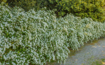 Spirea som hæk