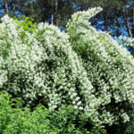 Spireahæk - Spirea busk