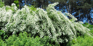 Spireahæk - Spirea busk