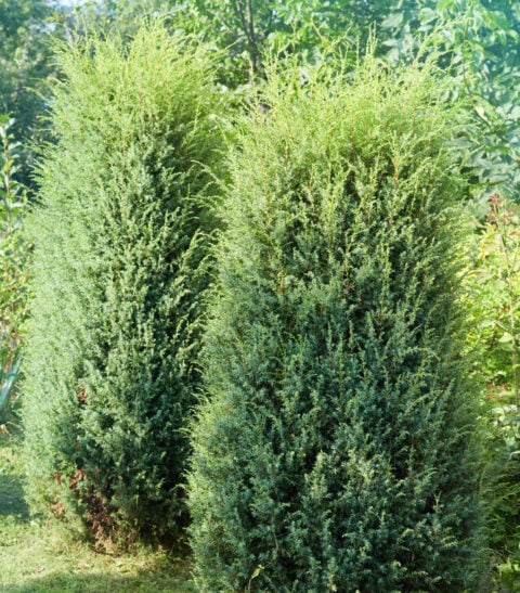 Thuja Brabant