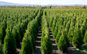 Thuja træer