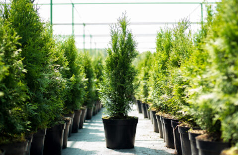 Thuja Smaragd