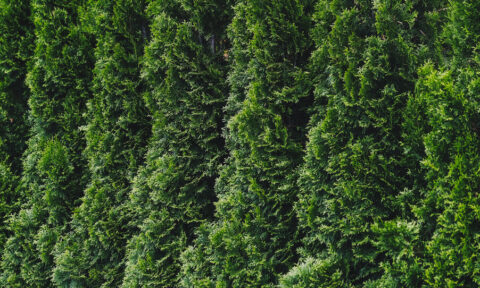Thuja occidentalis Holmstrup