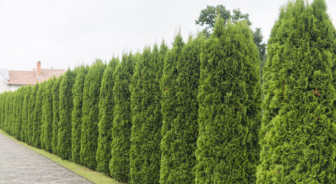 Thuja plicata Atrovirens