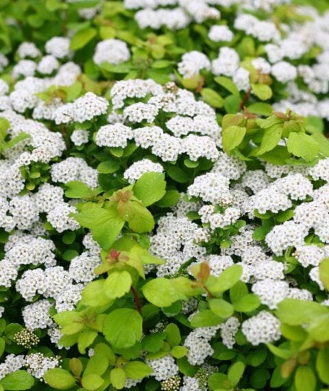 Tor Gold Spirea busk