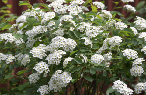 Vanhouttei Spirea (Bedste valg til Spireahæk)