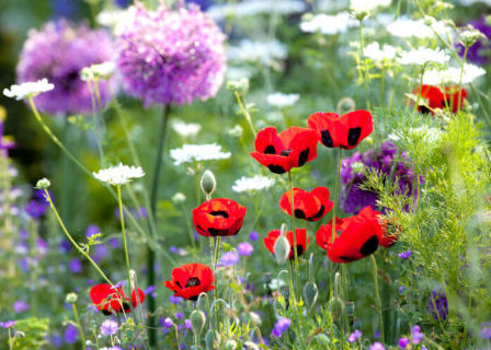 Have med vilde blomster