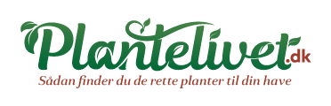 Plantelivet.dk - Sådan finder du de rette planter til din have