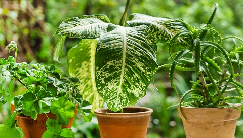 Fordele ved at flytte stueplanter udenfor