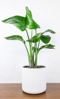 Strelitzia Nicolai
