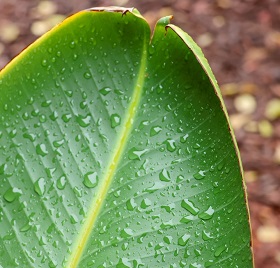 Stueplanter der kan nyde sommeren udenfor